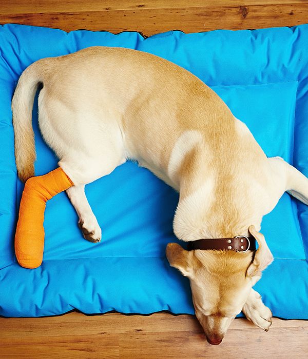 Perro labrador en su cama con la pata rota.